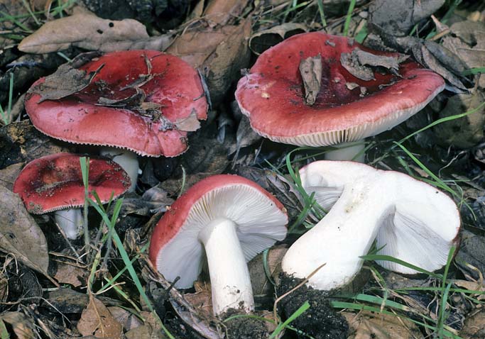 Russula emetica